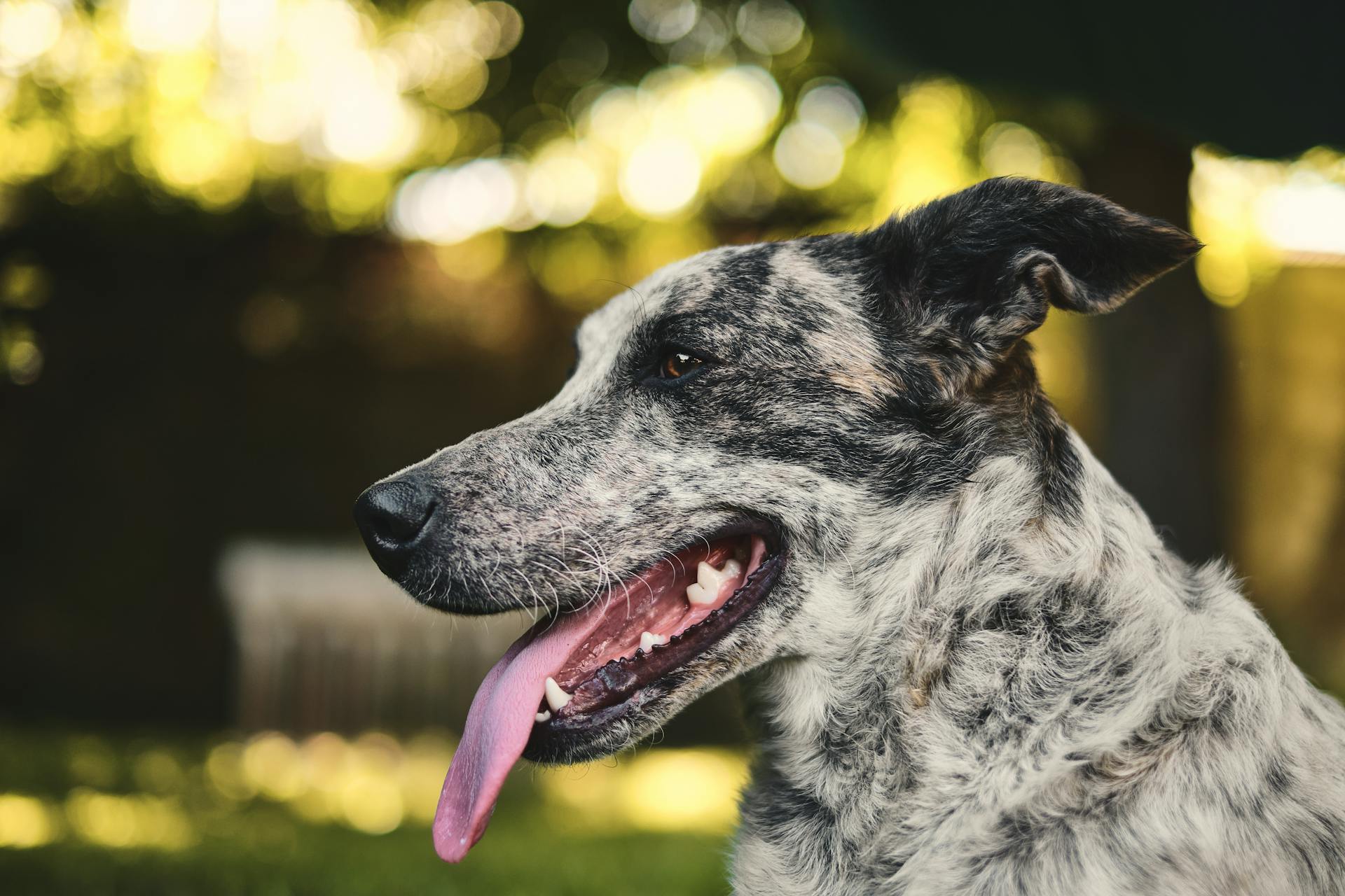 Witte en zwarte kortharige hond