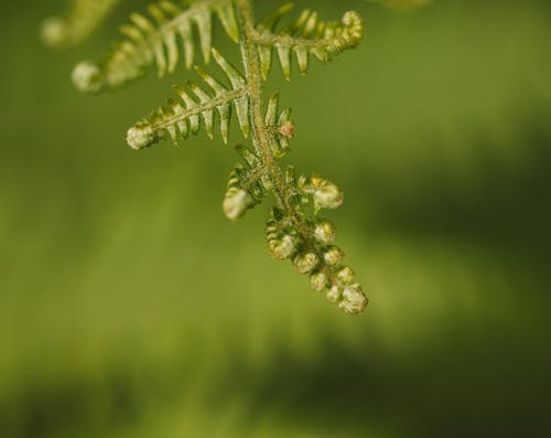 Closeup of green leaf of fern growing in wildlife against blurred green background