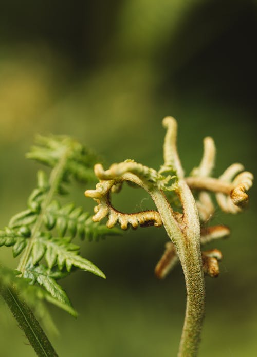 Gratis stockfoto met biologie, biologisch, blad