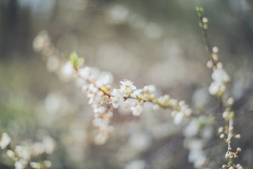 Selective focus of thin twig with delicate white flowers blossoming in summer park