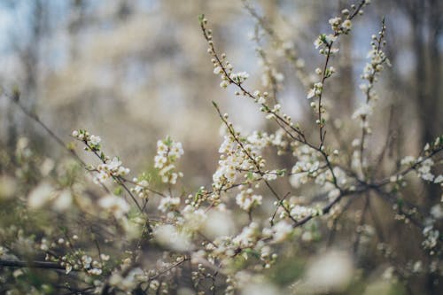 Small white gentle flowers blooming on thin twigs of lush plant in forest