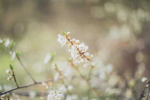 Thin twigs of wild plant with flowers