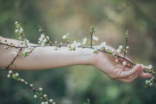 Crop anonymous female carrying thin branch with fresh white small flowers in garden