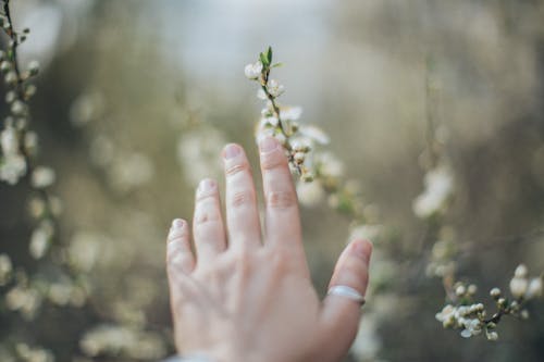 Hand of person against blooming tree
