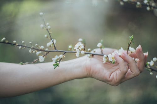 Person Holding White Flowers