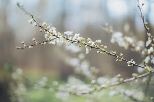 Fotobanka s bezplatnými fotkami na tému biele kvety, flóra, hĺbka ostrosti
