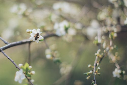 Bee Perched on White Flower in Tilt Shift Lens