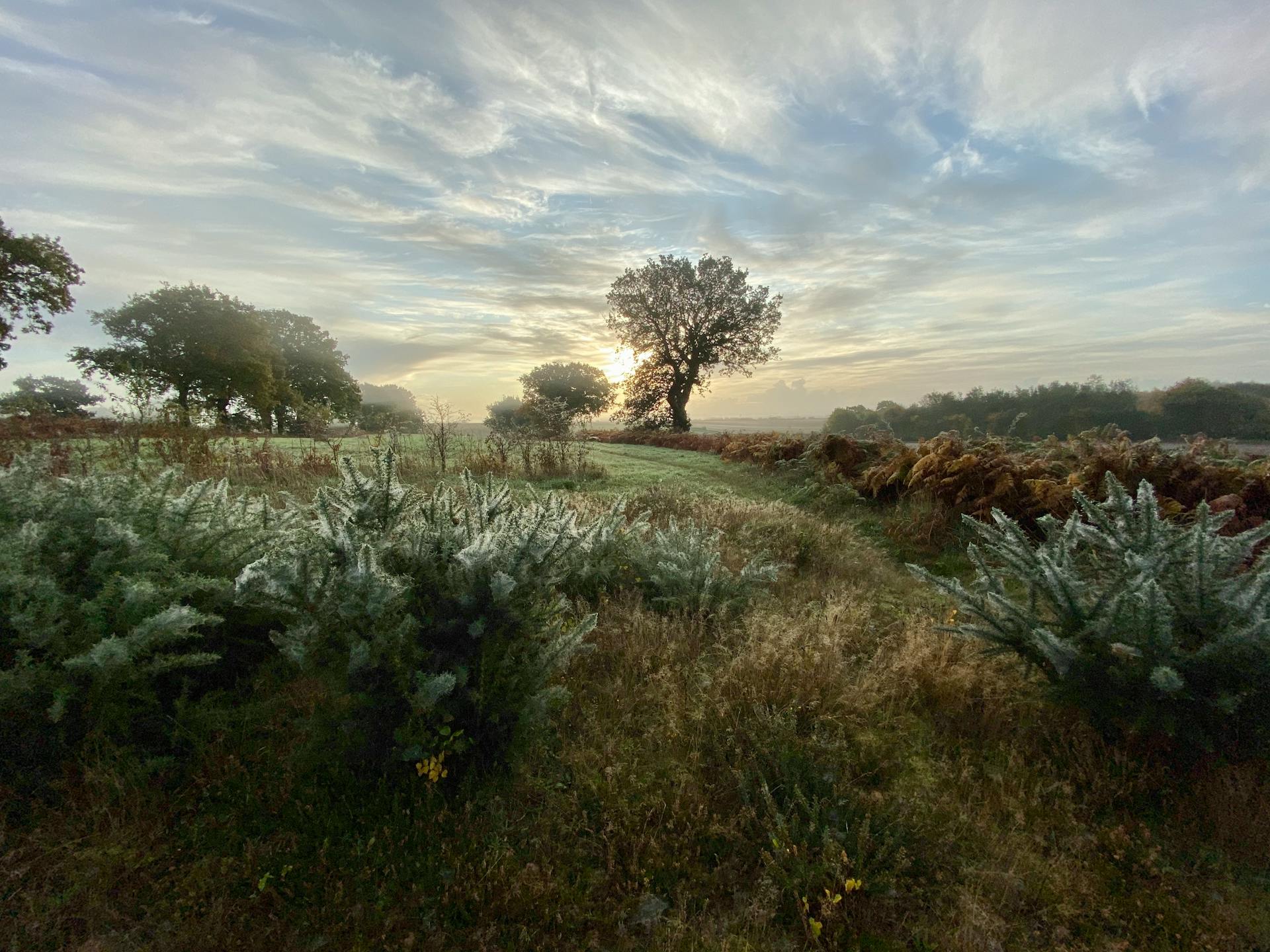 Countryside Landscape at Sunset