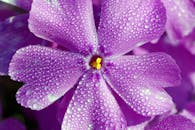 紫色花朵带着露珠的特写，展现了鲜艳的色彩与精致的细节