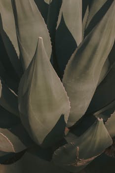 Detailed close-up of agave plant leaves with soft sunlight and shadows, showcasing minimalism.