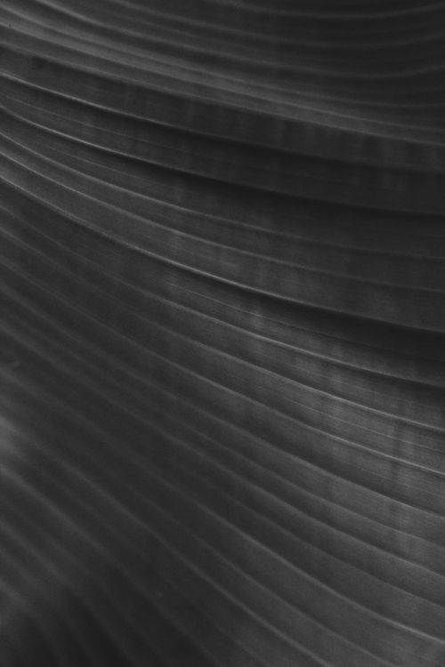 Free Close-up of abstract curved lines in black and white, creating a textured pattern. Stock Photo