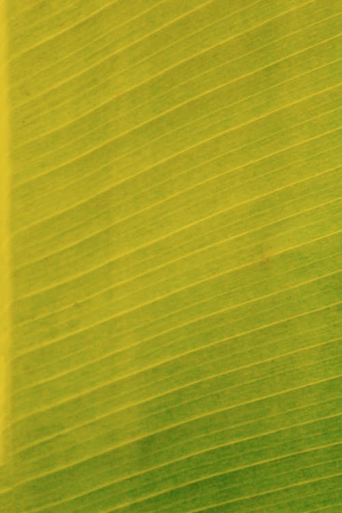Close-up of Leaf Veins