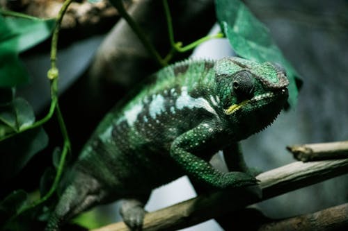 Free Green Chameleon on Tree Branch Stock Photo