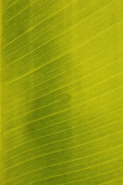 Close-up on a Leaf Structure 