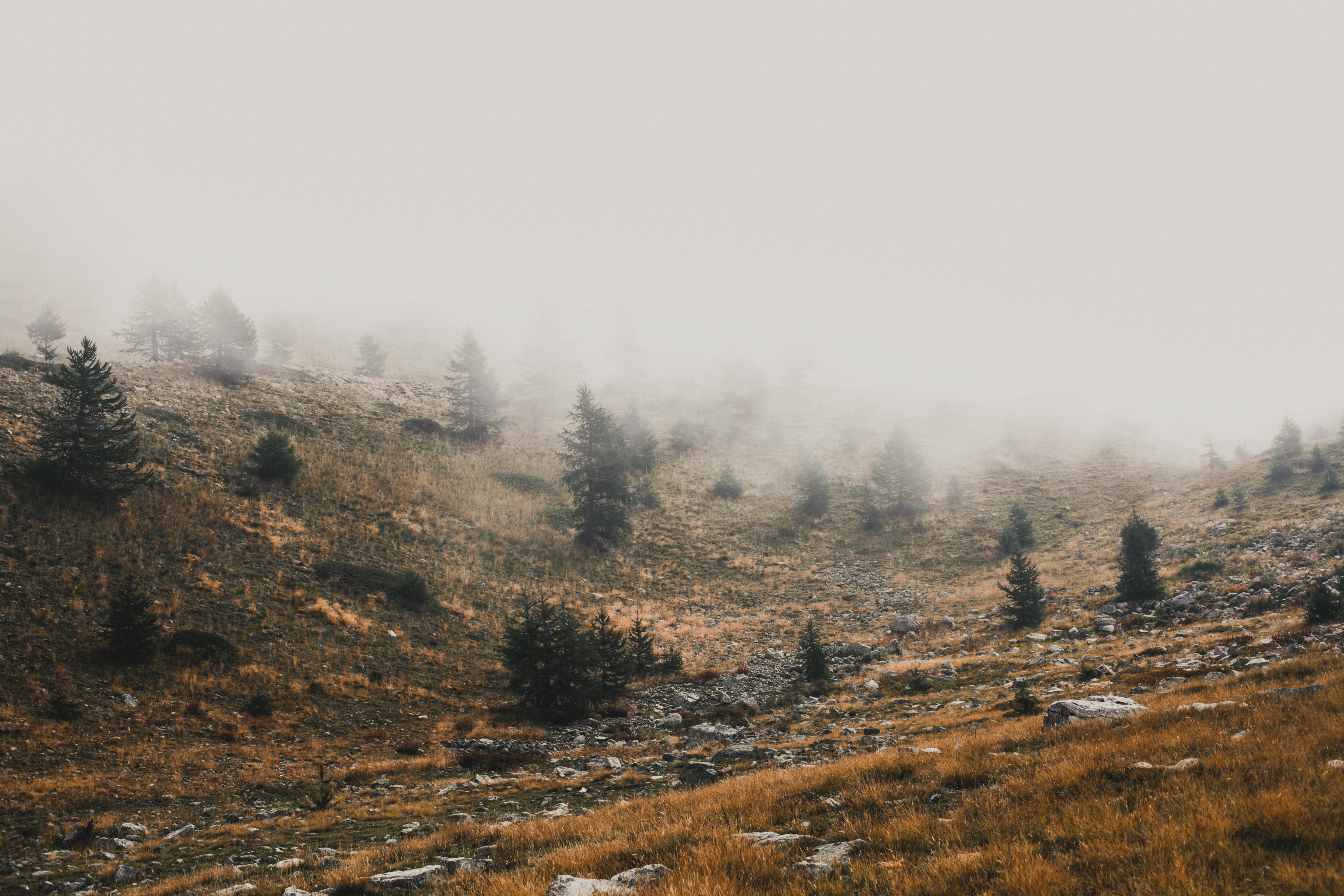 Thick mist spreading on hills with small spruces on dull day in countryside