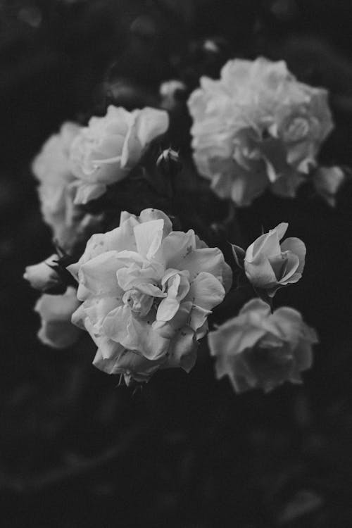 Delicate white roses growing in garden