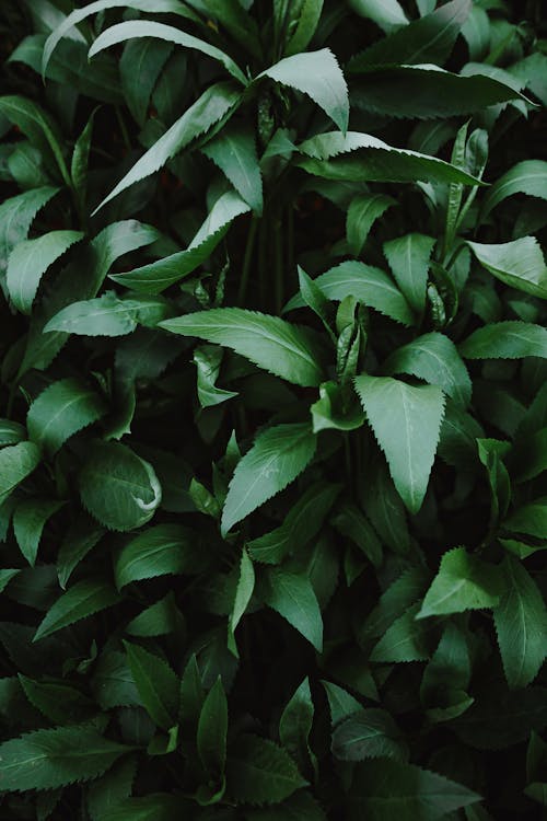 From above natural shrub with dark green leaves growing in park on summer day