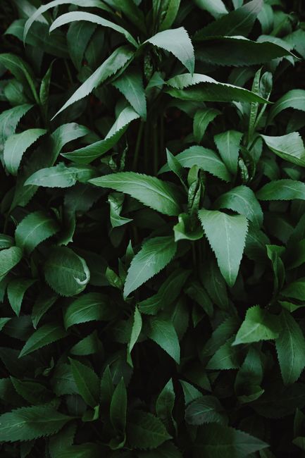 From above natural shrub with dark green leaves growing in park on summer day