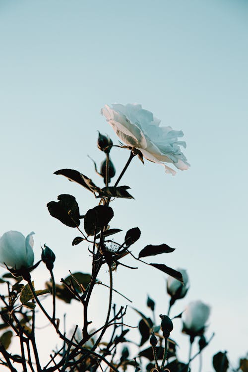 Free Fresh white rose growing on bush against cloudless blue sky in evening in garden Stock Photo