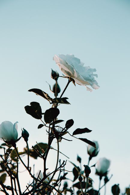 Fresh white rose growing on bush against cloudless blue sky in evening in garden