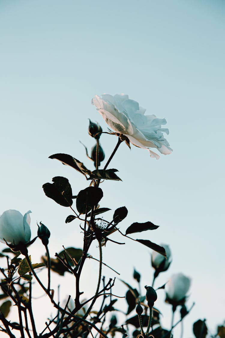 White Rose Against Cloudless Sky