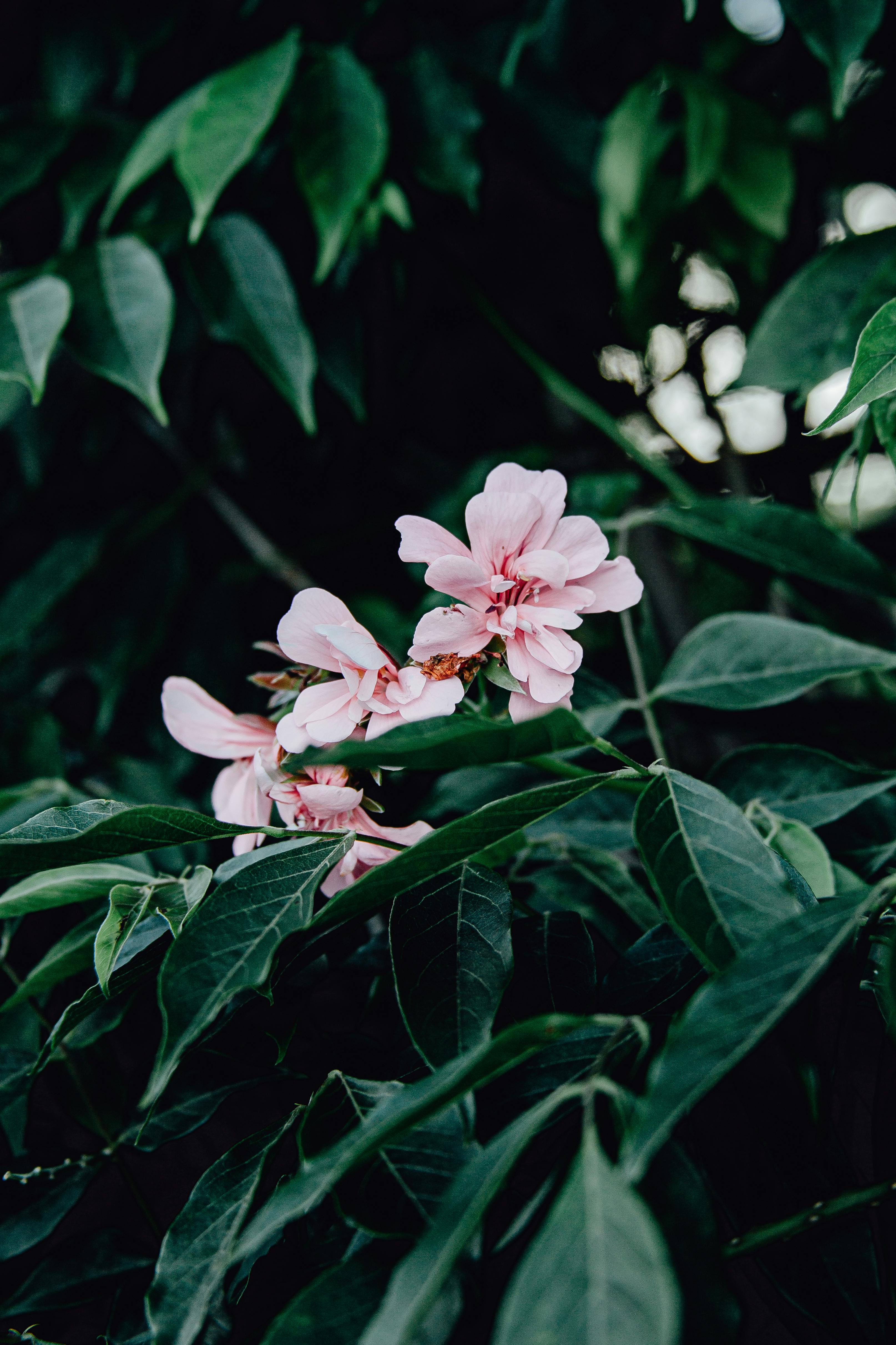 Close-up of delicate pink flowers blooming among lush green leaves. Ideal for nature themes.