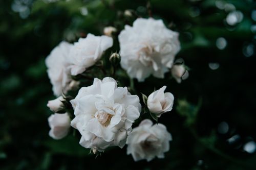 Free A beautiful cluster of white roses blooming in a garden setting, captured with a DSLR camera. Stock Photo