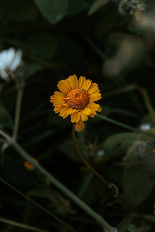 Yellow Flower in Tilt Shift Lens