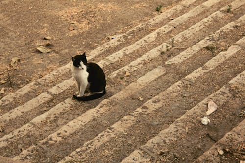 Ingyenes stockfotó fekete macska, jelentő macska, macska család témában