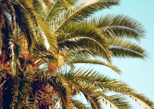 Kostnadsfri bild av ansikts palm, blå himmel, facepalm