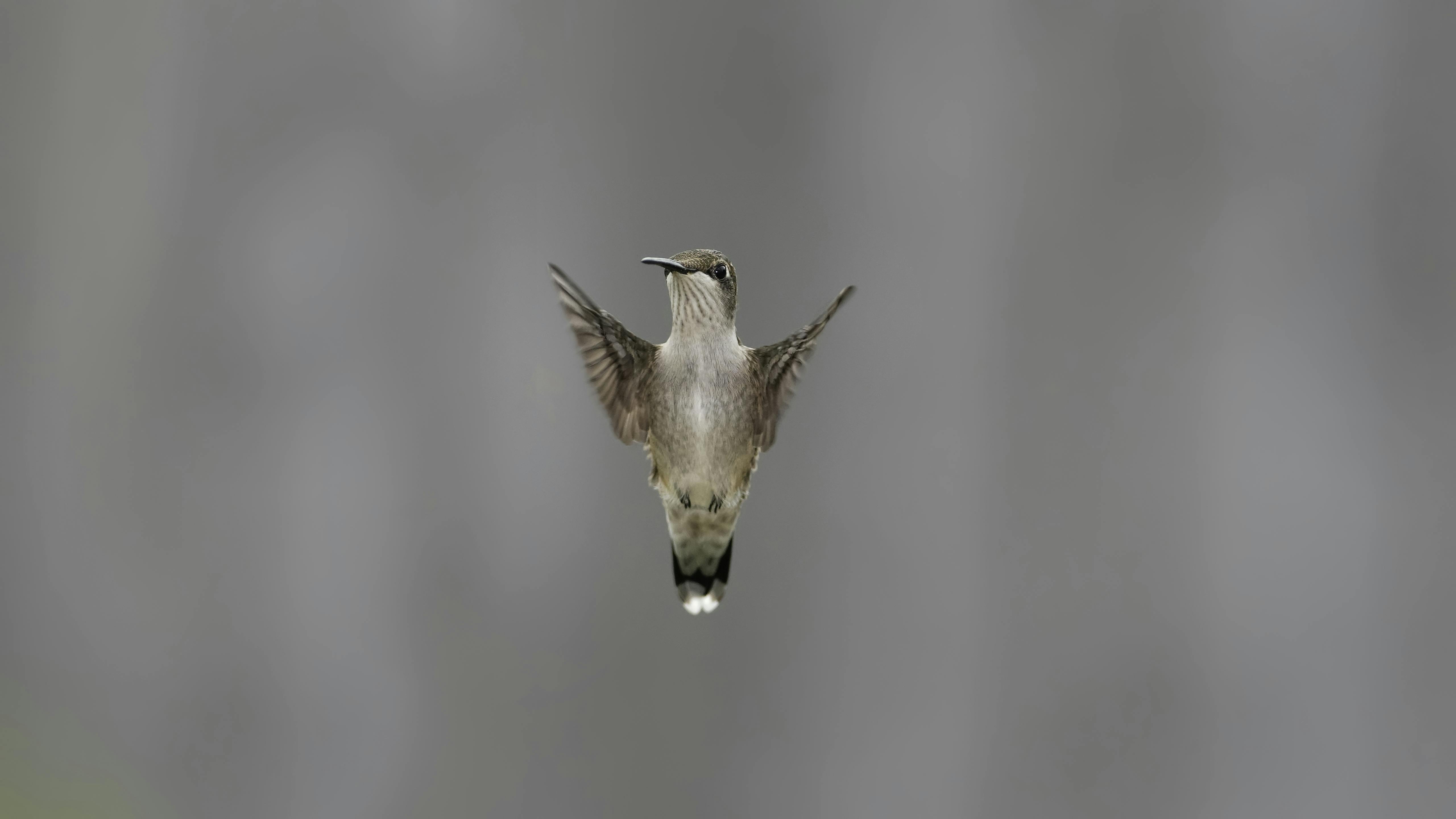 Free stock photo of bird, colibri, small animal