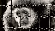 笼子后面，一只悲伤的猴子特写，反映了被囚禁的情绪
