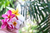 Person Holding Flowers