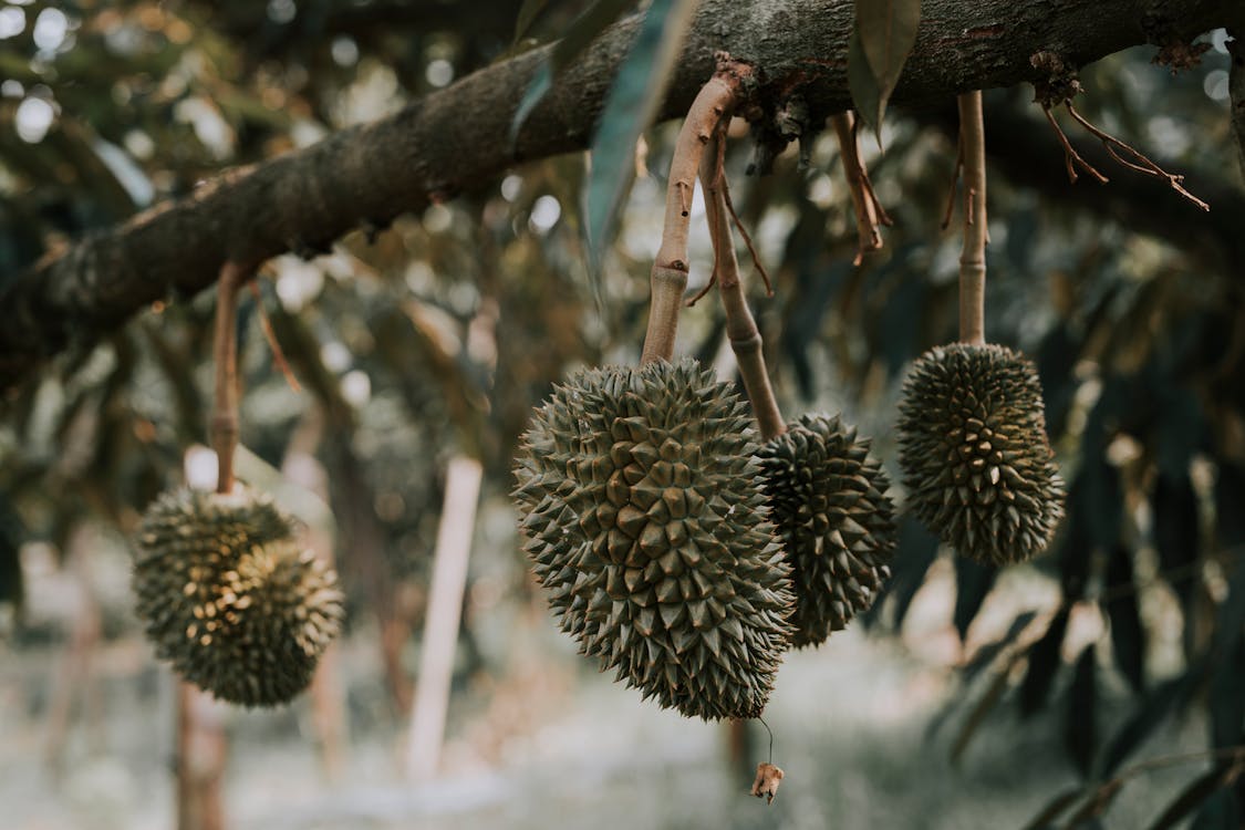 Free Durian tree branch with fruits Stock Photo