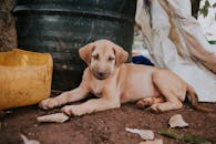 一只流浪小狗在城市的偏僻角落休息，寻求照顾和庇护