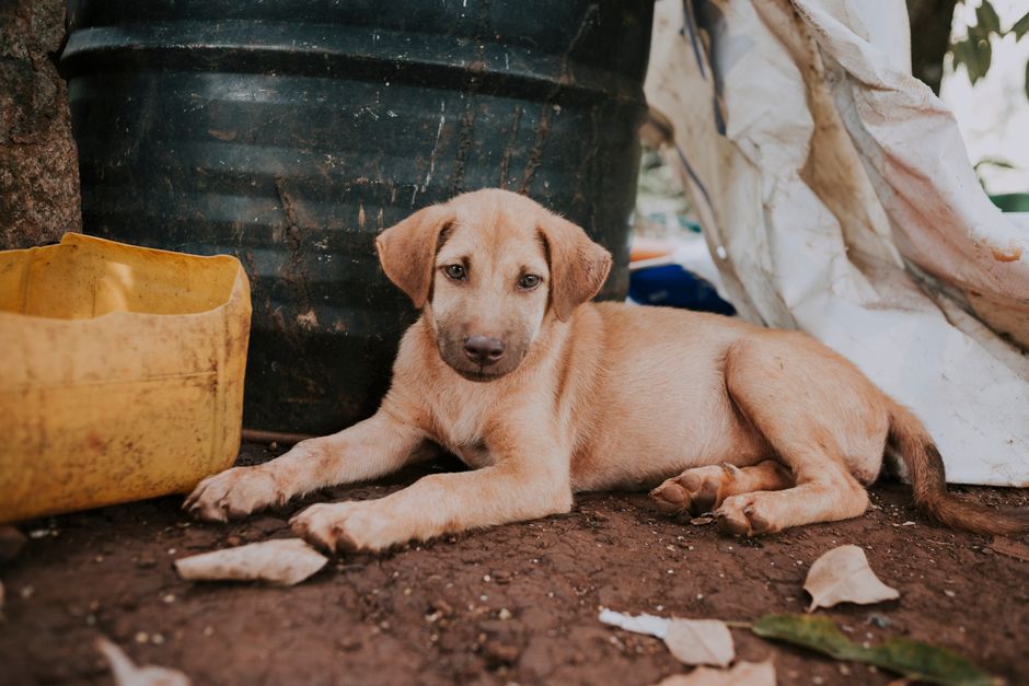 Homeless mixed breed beige dog lying on ground near dirty trash can on street