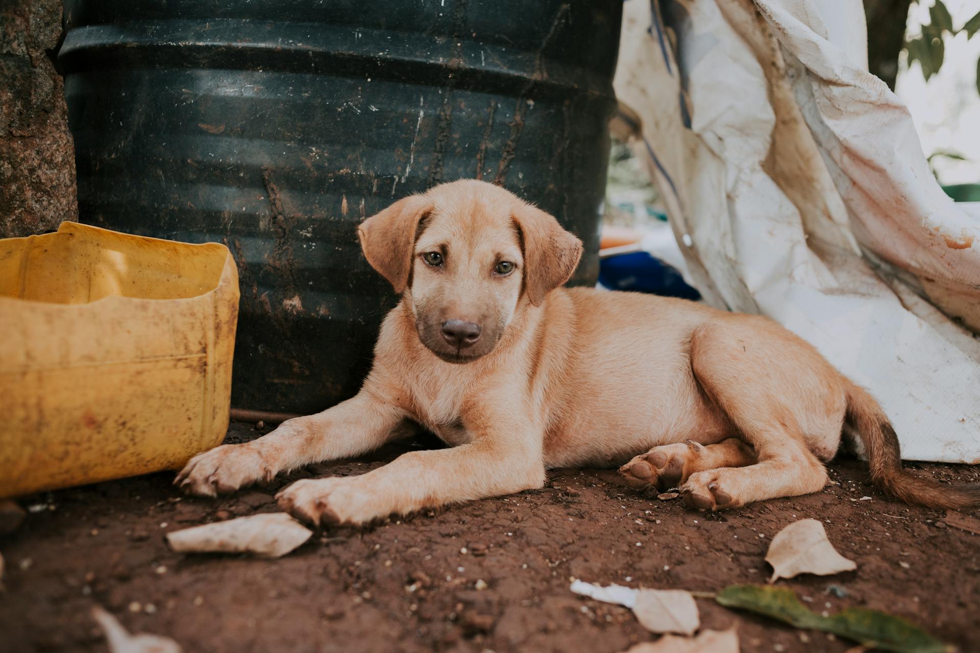 Un chien enragé couché près d'une poubelle dans la rue