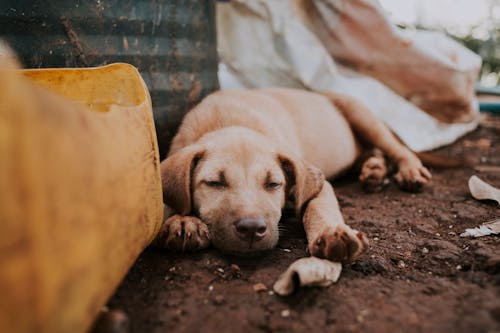 Free Dog sleeping near trash on street Stock Photo