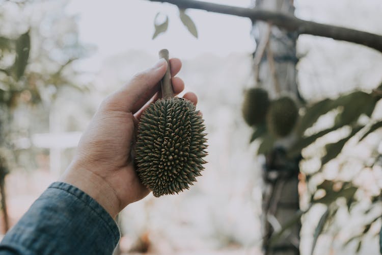 Man Holding Durian Fruit Near Tree