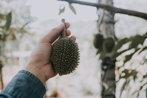 Free Low angle of crop anonymous male holding exotic durian fruit in hand against blurred tree with fruits in tropical garden Stock Photo
