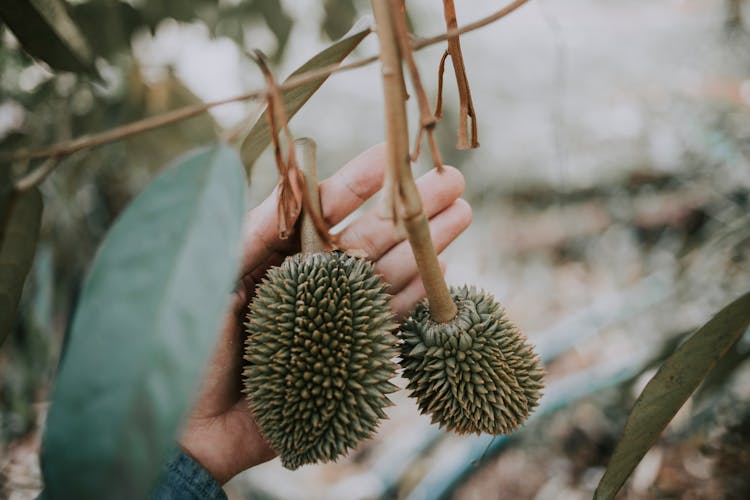 Man Picking Durian Fruit From Tree