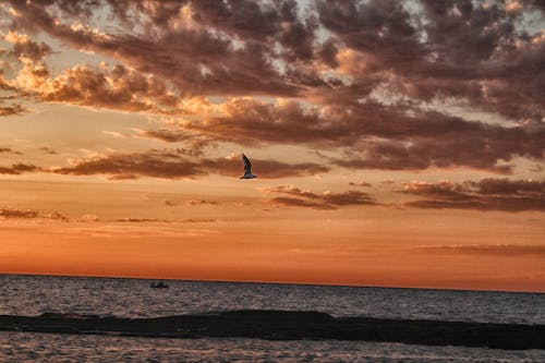 Free stock photo of beach sunset, beautiful sunset, bird flying