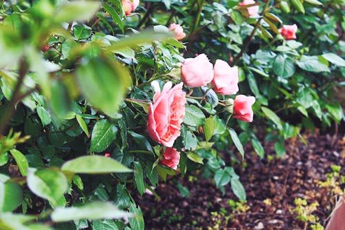 Pink roses blooming in garden