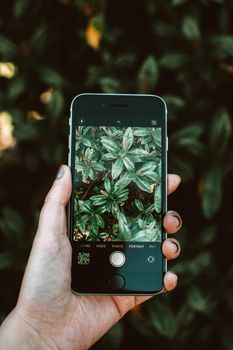 A hand holding a smartphone capturing a detailed image of green leaves outdoors.
