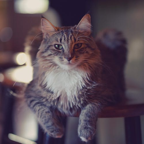 Free Brown and White Cat on Brown Wooden Table Stock Photo