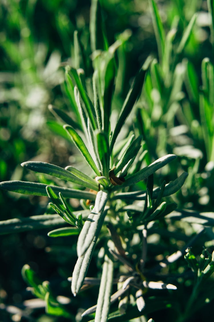 Green Plant In A Close Up Photo