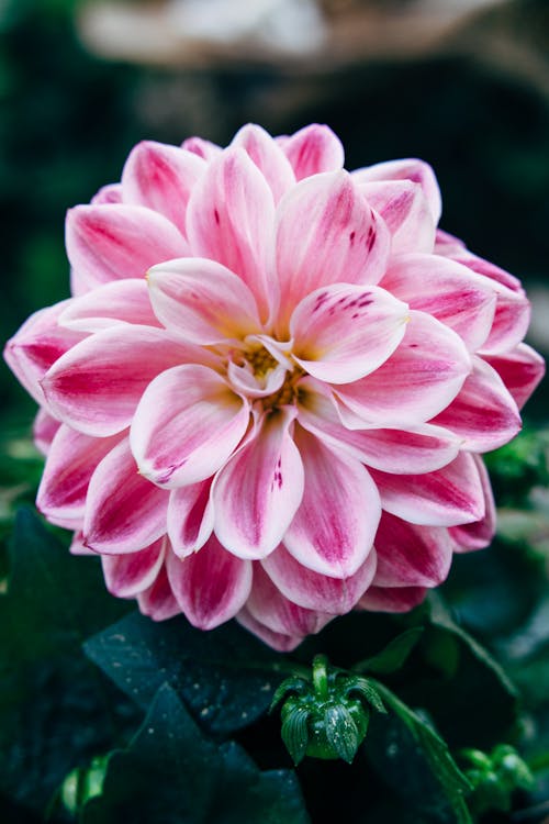 Pink Dahlia Flower in Full Bloom