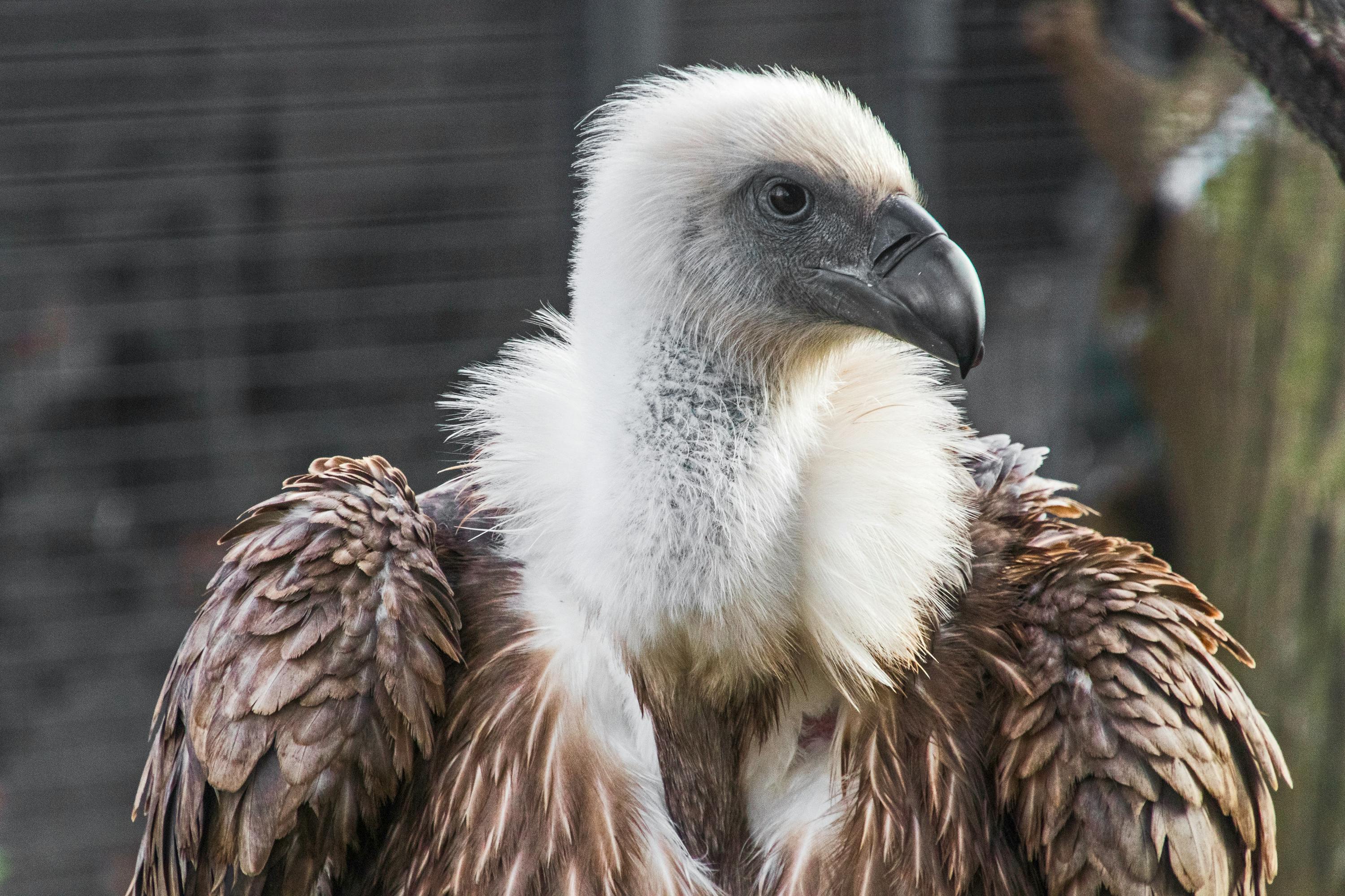 Vulture In Close Up Photography · Free Stock Photo