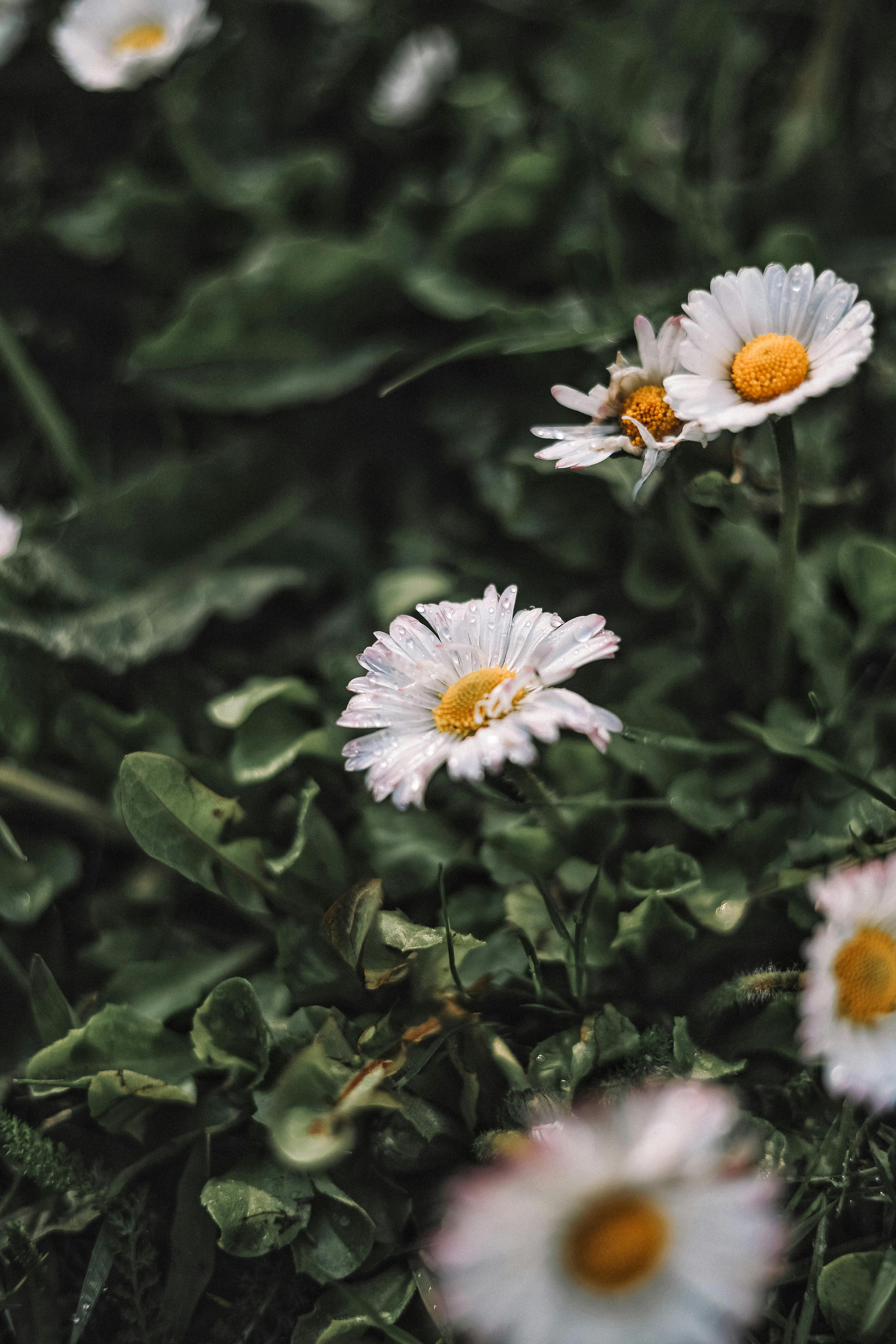 White daisy flowers growing in garden · Free Stock Photo