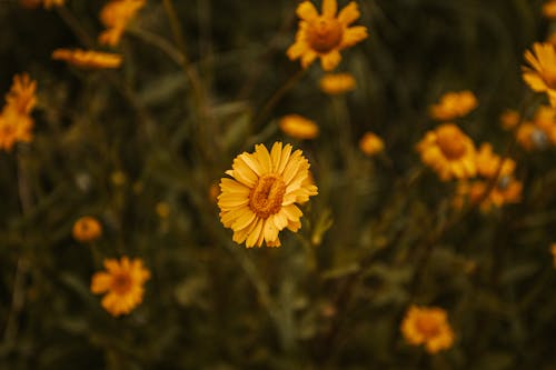 From above tender bright yellow daisy flowers blossoming on green summer lawn in nature